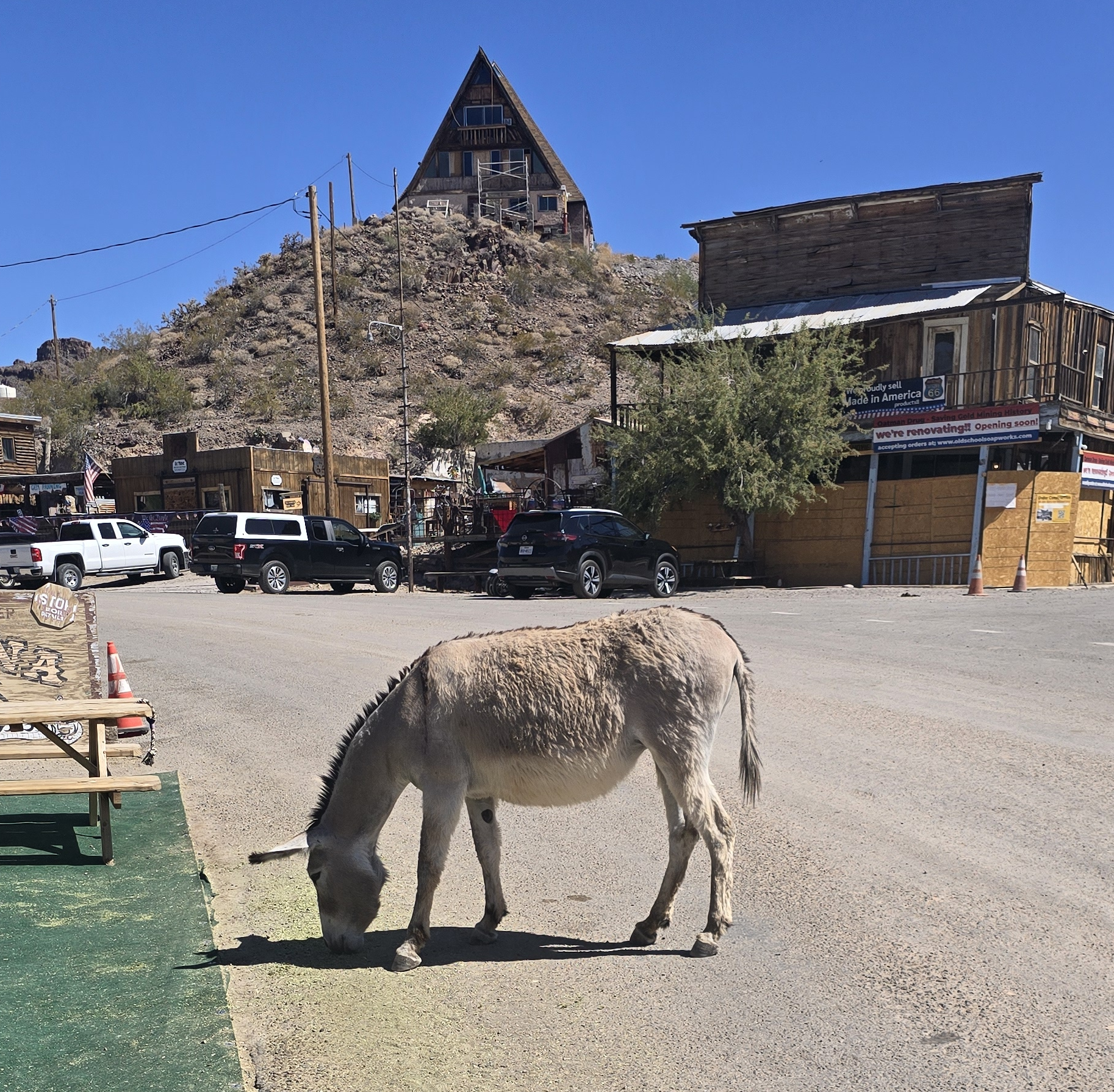 Wild burro in Oatman Arizona